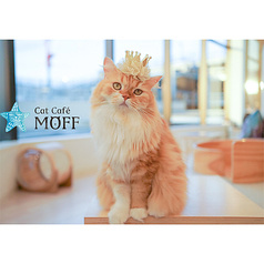 Cat Cafe MOFF グランベリーパーク店
