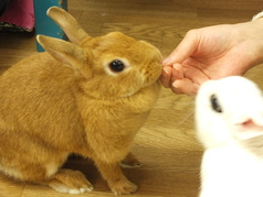 うさぎカフェ うさびび
