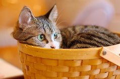 ねこカフェ たまねこ